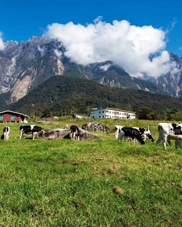 Desa Dairy Farm, Kundasang, Sabah